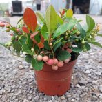 Gaultéria ležatá (Gaultheria procumbens) ´BIG BERRY´ - kont. C1L